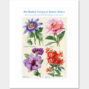 Flower watercolor illustration (1915) Posters and Art